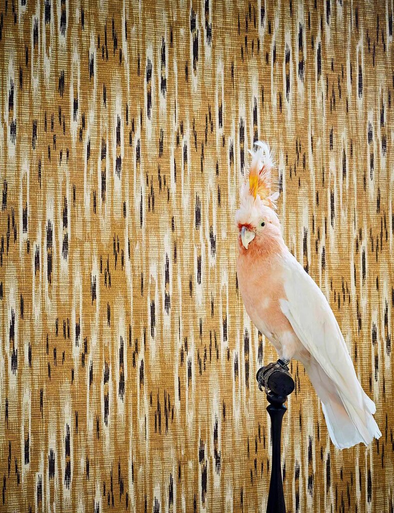 Jon-Day-Photography-wwwjondayphotographycom-Pierre-Frey-Persan-Collection-014.jpg